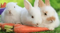Group of healthy lovely baby bunny easter rabbits eating food, carrot, grass on nature background. Cute fluffy rabbits sniffing, looking around, nature life. Symbol of easter day.