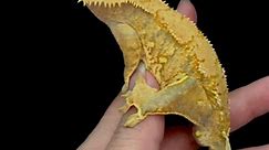 Happy with how this guy has developed. Unfired here. #crestedgecko | Green Stuff Exotics
