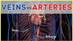 Veins vs Arteries - What's the difference?
