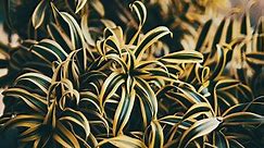How to Grow and Care for Dracaena