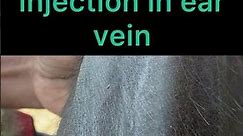 Intravenous injection in ear vein l Dr Umar Khan