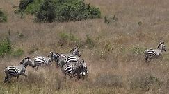 Grant's Zebra, equus burchelli boehmi, Fight, Nairobi Park in Kenya, slow motion