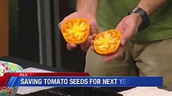 All the Dirt: Saving tomato seeds for next year