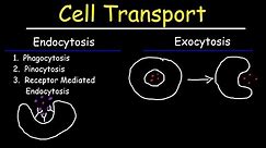 Cell Transport - Endocytosis, Exocytosis, Phagocytosis, and Pinocytosis