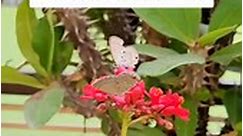 Plants that attract butterflies n birds #reelsfb #shampysgarden #gardening #reels | Shampy's Garden