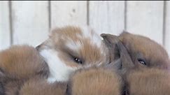 Baby bunny cuteness #babybunnylove #babybunny #hollandlopbunny | Dream Achiever Farm