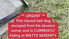 🆘 EXTREMELY URGENT!!!! 🆘 | Save Dogs