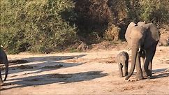 Adorable Baby Elephants in Botswana