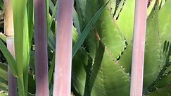 Agave montana behind the violet culms... - Pan Global Plants