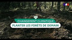 En forêt domaniale de Mazaugues, l'ONF plante les forêts de demain