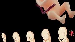 Fetal Growth: Embryonic Development Week by Week
