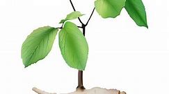Ginseng (Panax Ginseng) - plante medicinale, beneficii și indicații terapeutice