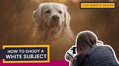 How to Shoot ANY White Subject | STOP Blown-Out Highlights | White Dog Example | Photography Tips