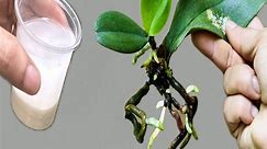 Only 1 cup! The orchid immediately grows on one leaf and blooms all year round