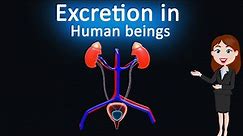 Excretion in Human beings || Life Process|| 3d animated explanation|| 10 Class|| Science ||