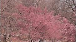 Okame Cherry Trees in Bloom