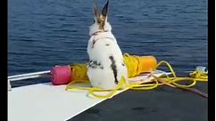 Did you know rabbits can swim ? #rabbit #swim #sparkles #bunny #lake #boat #oldvideo #didyouknow