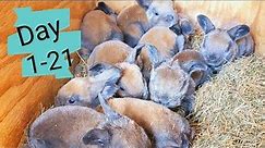 Timelapse Baby Bunnies Growing | Rabbit Babies Day In 21 Days