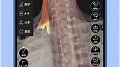 维萨里3D解剖：胸锁乳突肌的解剖运动起止点