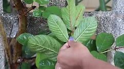 100% Organic pesticide for your plants/Effective 3G Pesticide for mealybugs
