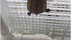 a little tortoise managed to escape from prison
