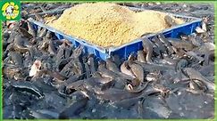 Fish Farm - How Farmer Raised and Fish Meat in Factory | Processing Factory