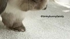 Rabbits screaming 😱 #rabbit #bunny #animals #cute #funny #foryoupage