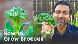 How to Grow Broccoli | Complete Guide from Seed to Harvest