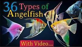 36 Different Types of Angelfish You Should Know About! (Pterophyllum)