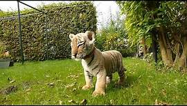Vor ihrer Tür lag ein süßes Tiger-Baby