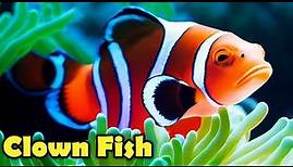 10 Facts About The CLOWNFISH You Didn't Know!