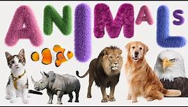 Animal - List of Animals - Name of Animals - 500 Animals Name in English from A to Z