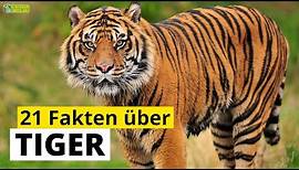 21 Steckbrief-Fakten über Tiger - Doku-Wissen über Tiere - für Kinder