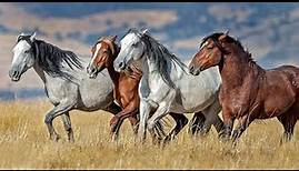 THE WILD MUSTANGS OF NORTH AMERICA