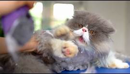 ANGRY PERSIAN CAT GROOMING❤️🐱 But So Lovely!!!