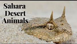 Sahara Desert Animals