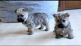 Wayne Weaver's Cairn Terrier Pups