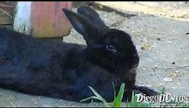 Oryctolagus cuniculus - Black Rabbit species (Lagomorpha) Coelho Preto