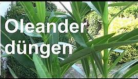Oleander düngen Oleander richtig düngen Oleander Dünger wie oft düngen Nerium oleander