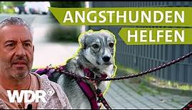 Dem Hund draußen Sicherheit geben und Grenzen setzen | Hunde verstehen | S05/E02 | WDR
