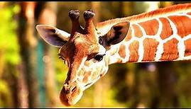 giraffe paarhufer zoo zootiere afrika namibia savanne wissen kinder giraffenbullen natur lernen