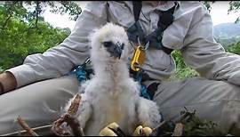 Inside a Harpy Eagle Nest | Ultimate Killers | BBC Earth