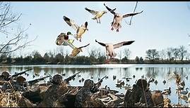 Hunting Ducks and Geese on a Beautiful Small Farm Pond!!