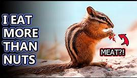 Chipmunk facts: The Smallest Squirrels | Animal Fact Files