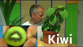 Kiwi vom Samen zur Pflanze