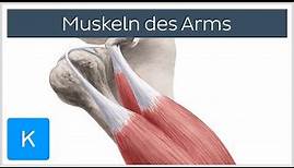Muskeln des Arms - Ursprünge, Ansätze und Innervation - Anatomie des Menschen | Kenhub
