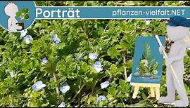 🖼️ Porträt 022 - Persischer Ehrenpreis (Veronica persica) - Wildpflanzen-Steckbrief (Essbar)