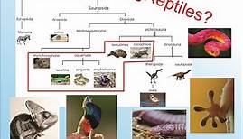 Reptiles Generalidades /Sauropsidos