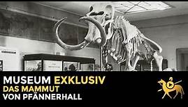 Das Mammut von Pfännerhall | Museum exklusiv