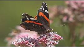 ADMIRAL Schmetterling | auf Schmetterlingspflanze "Wasserdost"